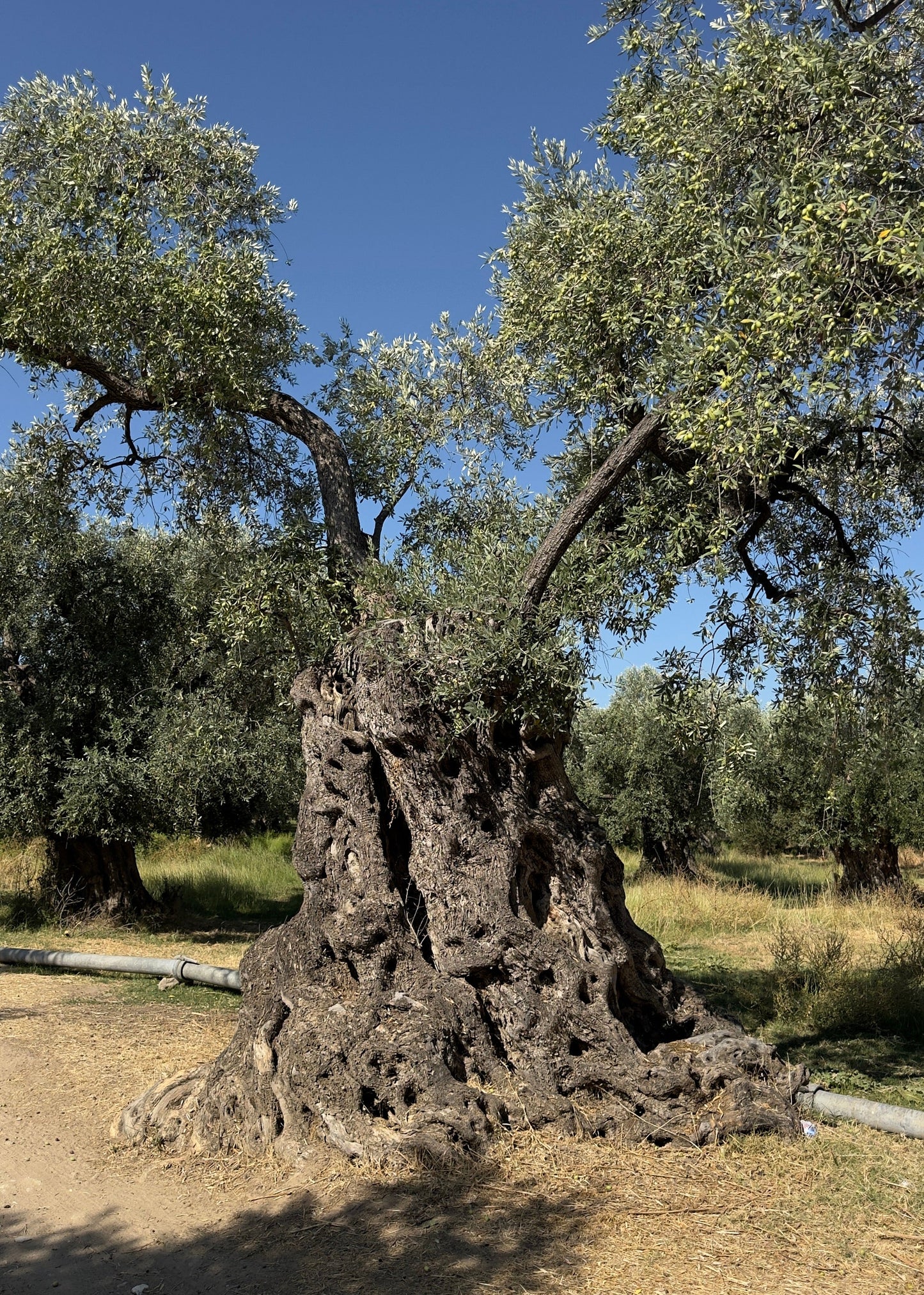 Extra natives Olivenöl – 500ml