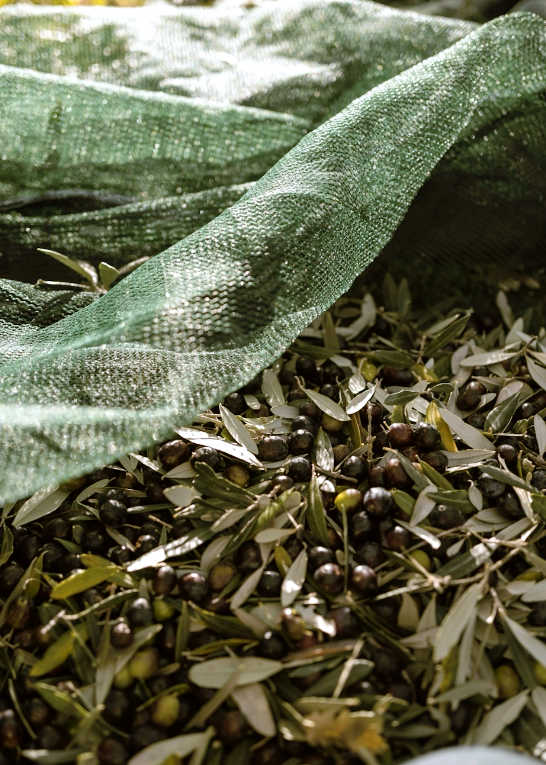 Extra natives Olivenöl – 500ml