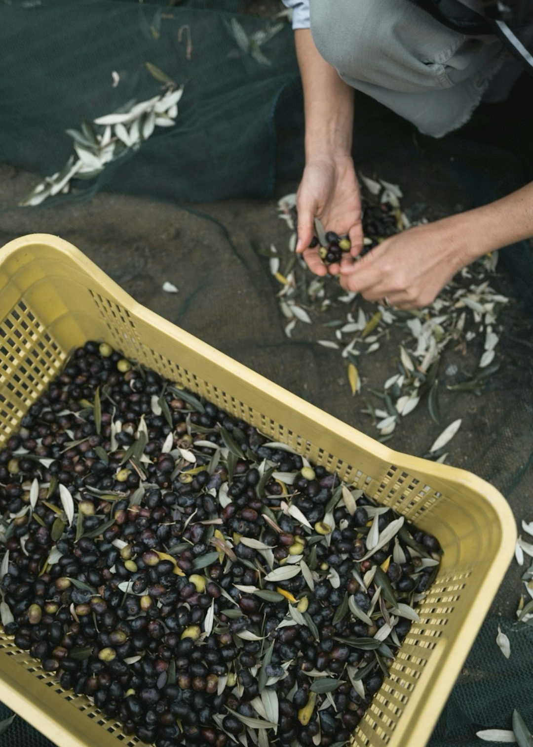 Gewürz-Olivenöl – 500ml