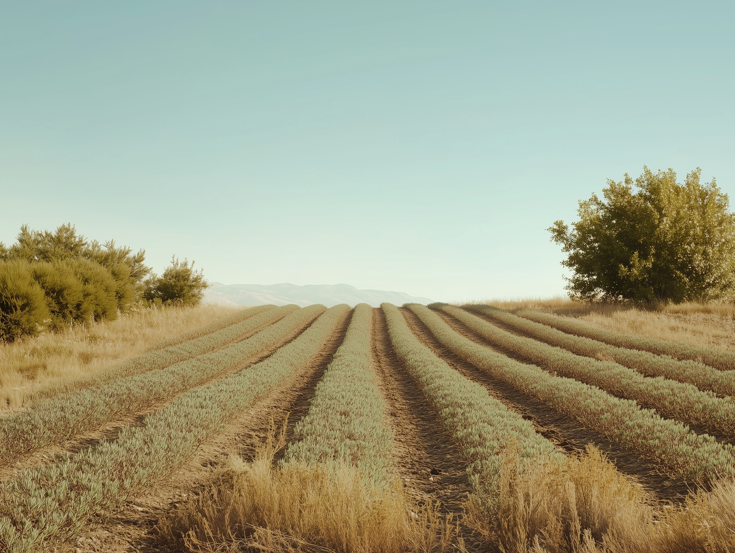 Oregano aus Griechenland - 25g
