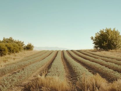 Oregano aus Griechenland - 25g